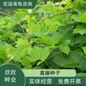 葛藤种子护坡种籽百花银背藤野葛根边坡绿化藤本植物沙土巩固
