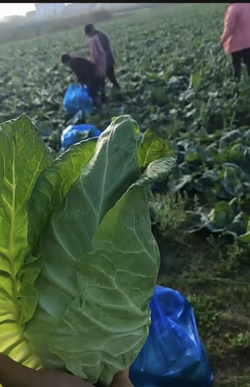 精品牛心菜，大量上市，产地直销需要电话联系