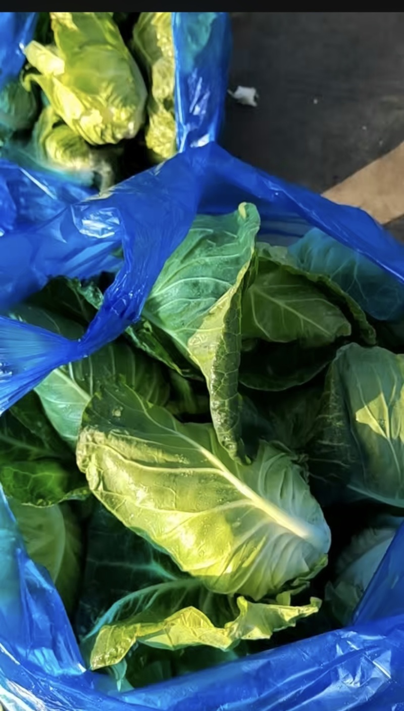精品牛心菜，大量上市，产地直销需要电话联系