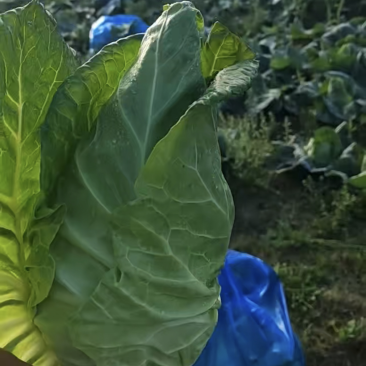 精品牛心菜，大量上市，产地直销需要电话联系
