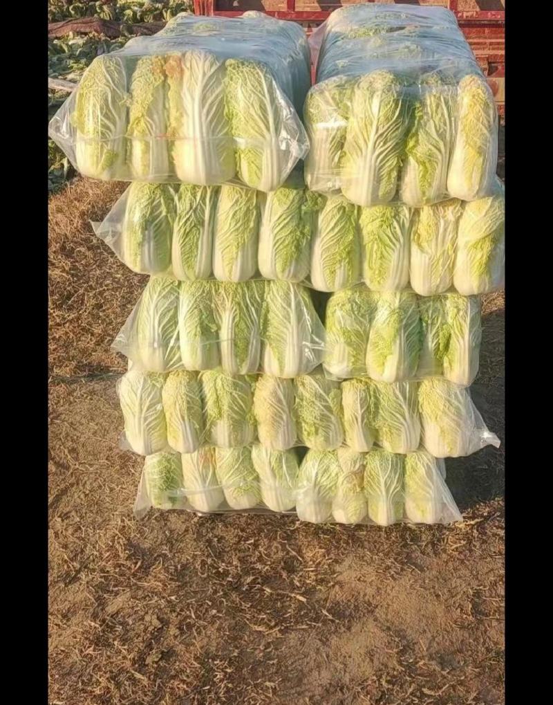 精品娃娃菜，