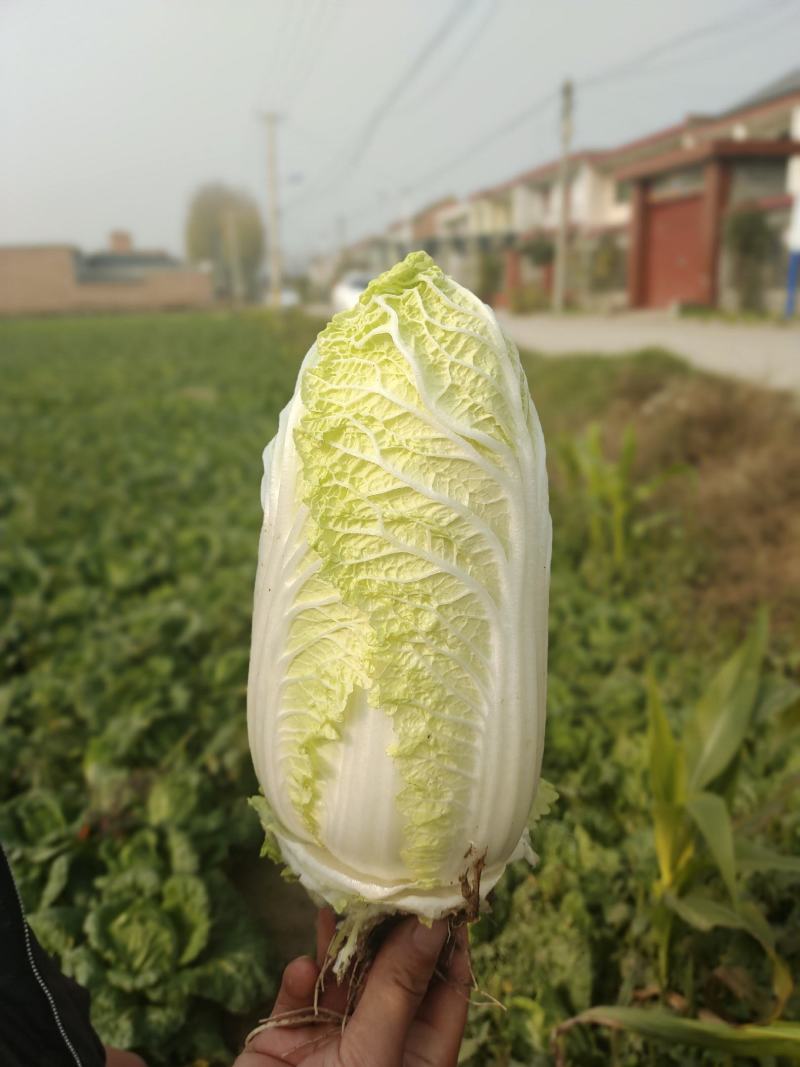 精品娃娃菜，