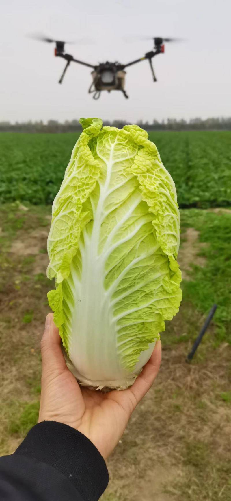 精品娃娃菜，