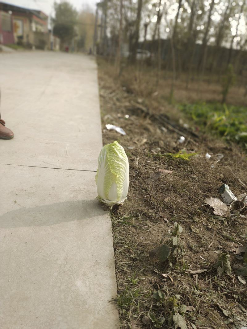 精品娃娃菜，