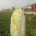 精品娃娃菜，