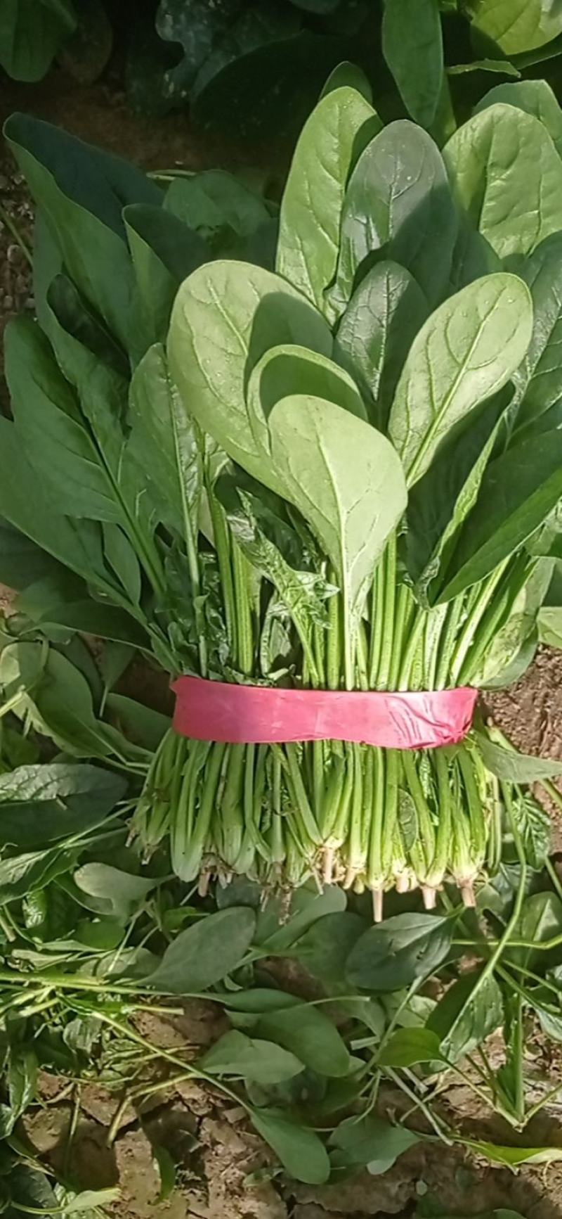 惠民小叶菠菜大量走货中，做工精细，基地直发，发往全国各地