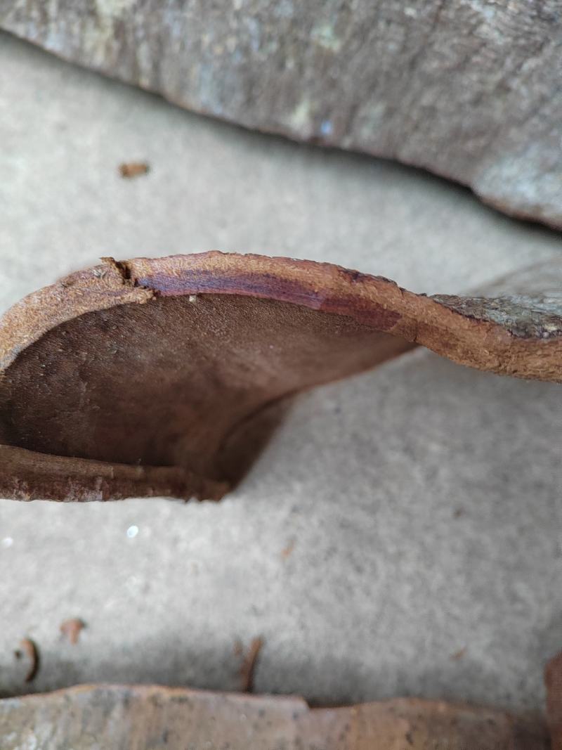 油桂，紫油桂