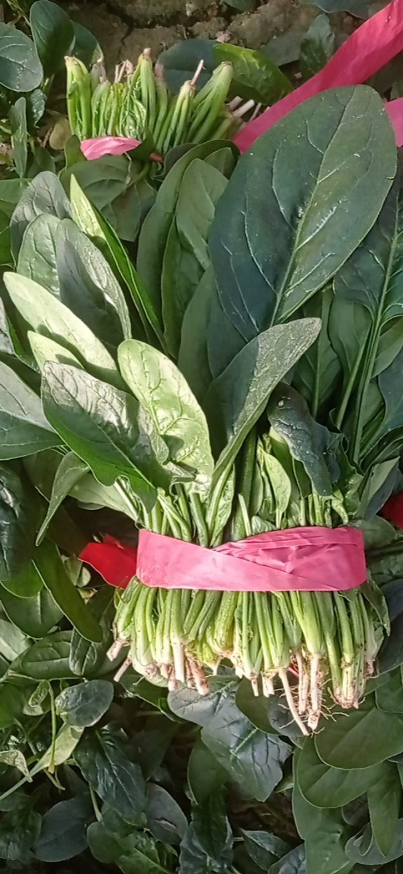 惠民小叶菠菜大量走货中，做工精细，基地直发，发往全国各地