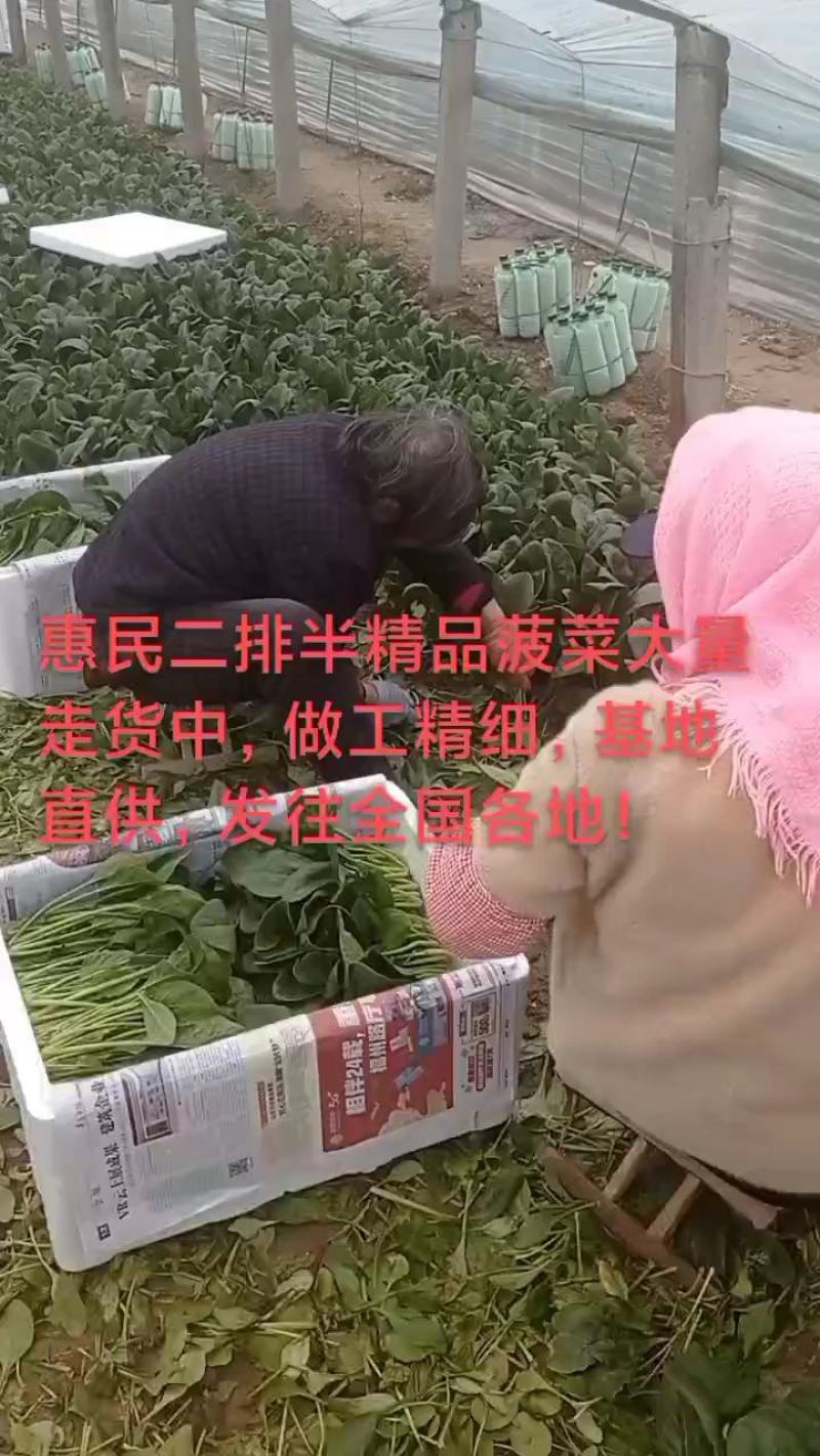 惠民小叶菠菜大量走货中，做工精细，基地直发，发往全国各地