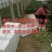 惠民小叶菠菜大量走货中，做工精细，基地直发，发往全国各地
