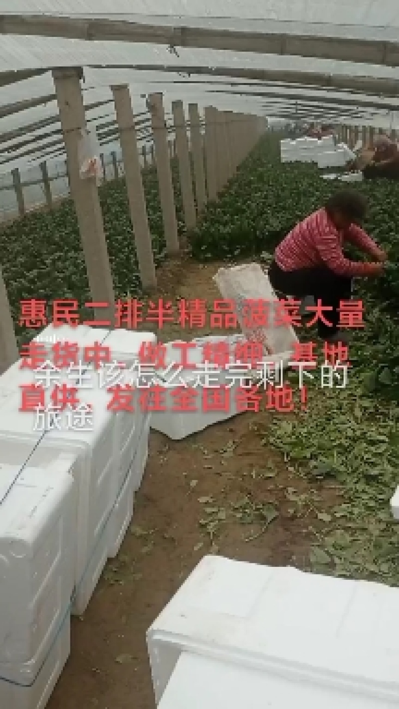 惠民小叶菠菜大量走货中，做工精细，基地直发，发往全国各地