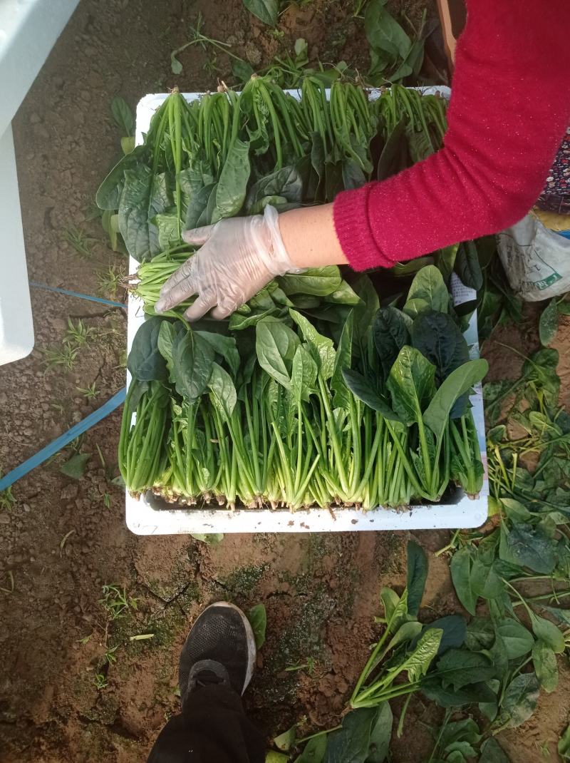 惠民小叶菠菜大量走货中，做工精细，基地直发，发往全国各地