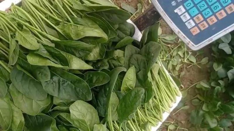 惠民小叶菠菜大量走货中，做工精细，基地直发，发往全国各地