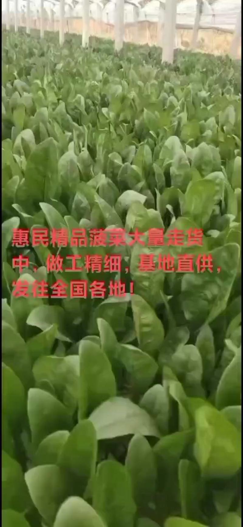 惠民小叶菠菜大量走货中，做工精细，基地直发，发往全国各地