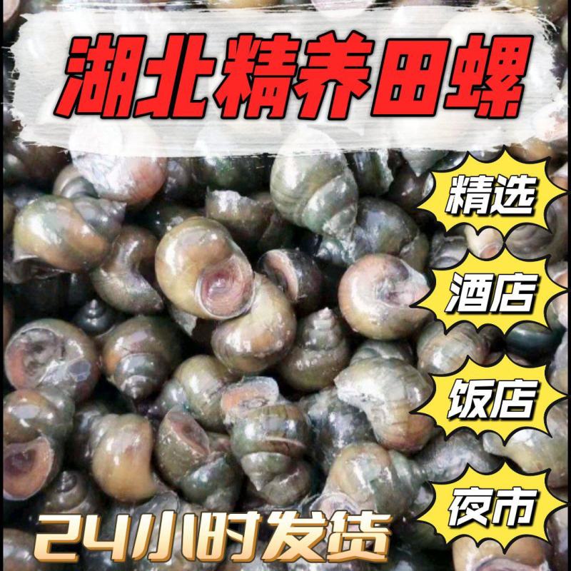 湖北钓田螺种大中小各种规格都有，肉质鲜美，全国发货