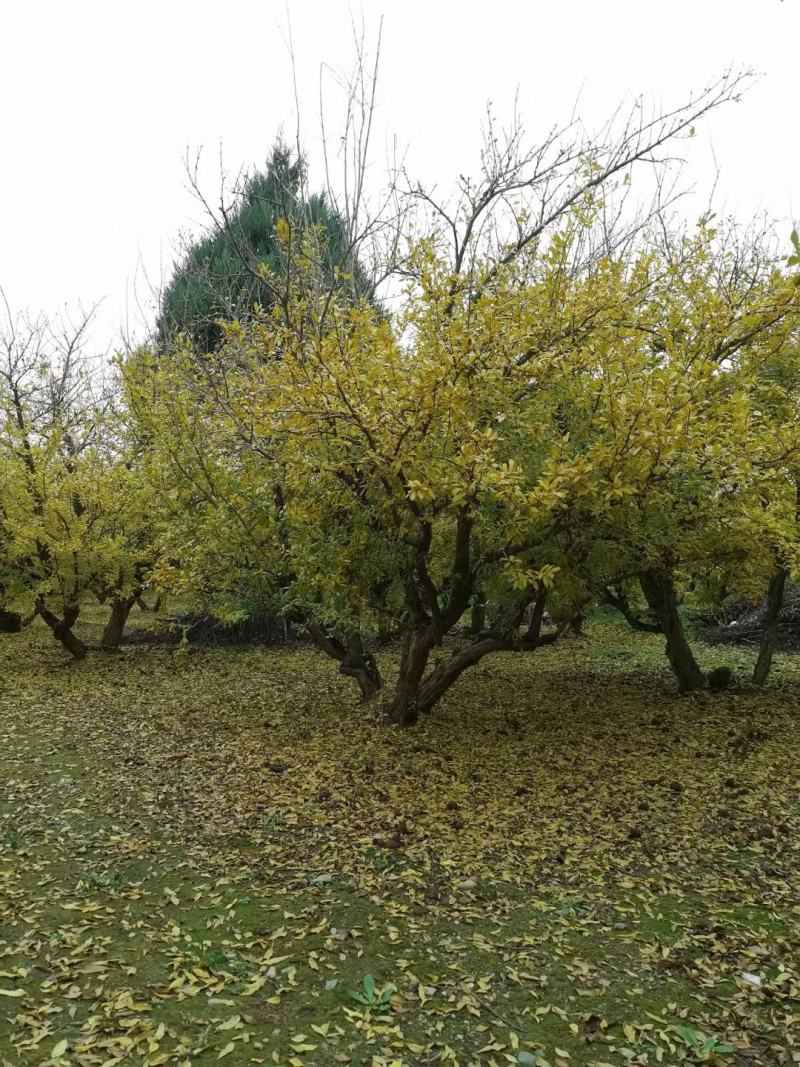 石榴树，丛生石榴树，古桩造型石榴树，石榴树产地直供。