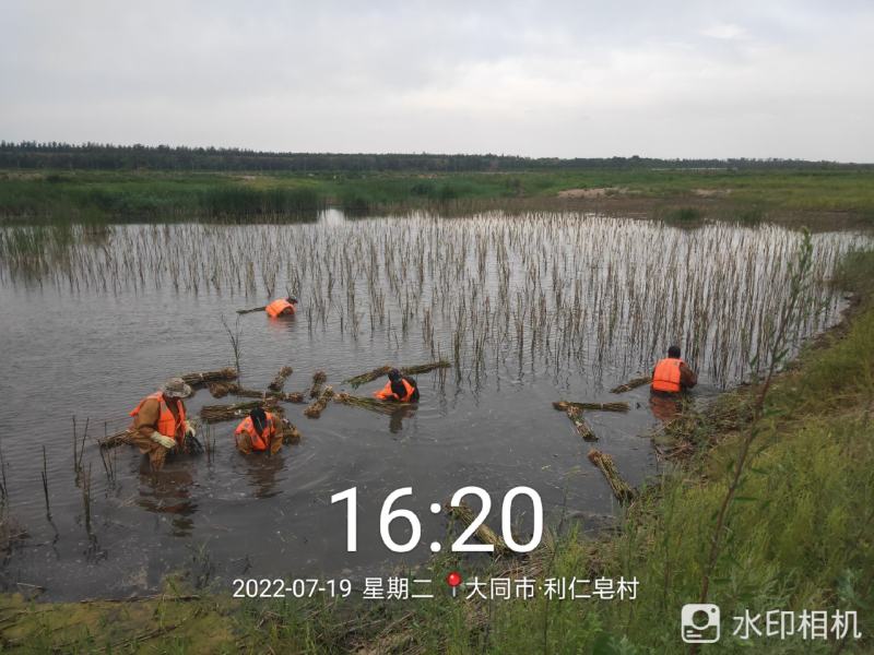 芦苇苗二十天效果