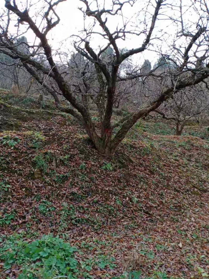 石榴树，丛生石榴树，古桩造型石榴树，石榴树产地直供。