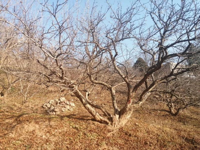 石榴树，丛生石榴树，古桩造型石榴树，石榴树产地直供。