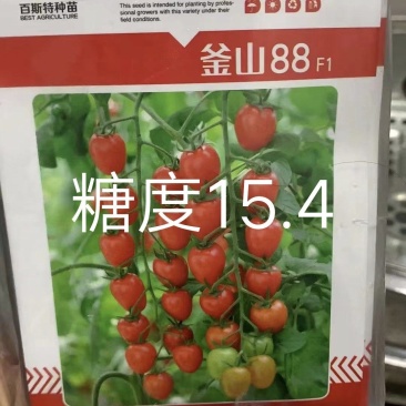 釜山88F1小蕃茄种子果实鸡心形耐低温耐贮运抗病性强商品