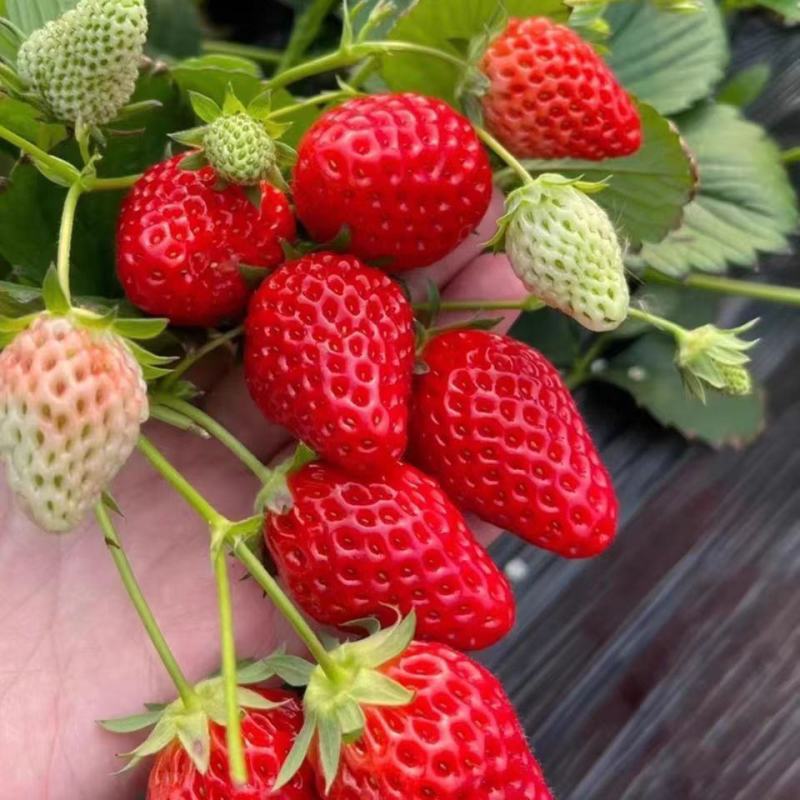 草莓苗南方北方种植盆栽地栽优质脱毒苗