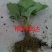 草莓苗南方北方种植盆栽地栽优质脱毒苗