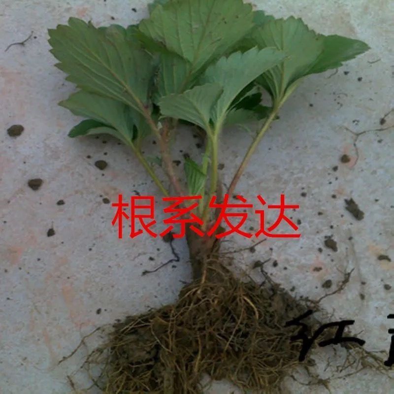 草莓苗南方北方种植盆栽地栽优质脱毒苗