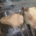 牛肠牛肚牛百叶牛心牛肺牛肝牛罗肌肉