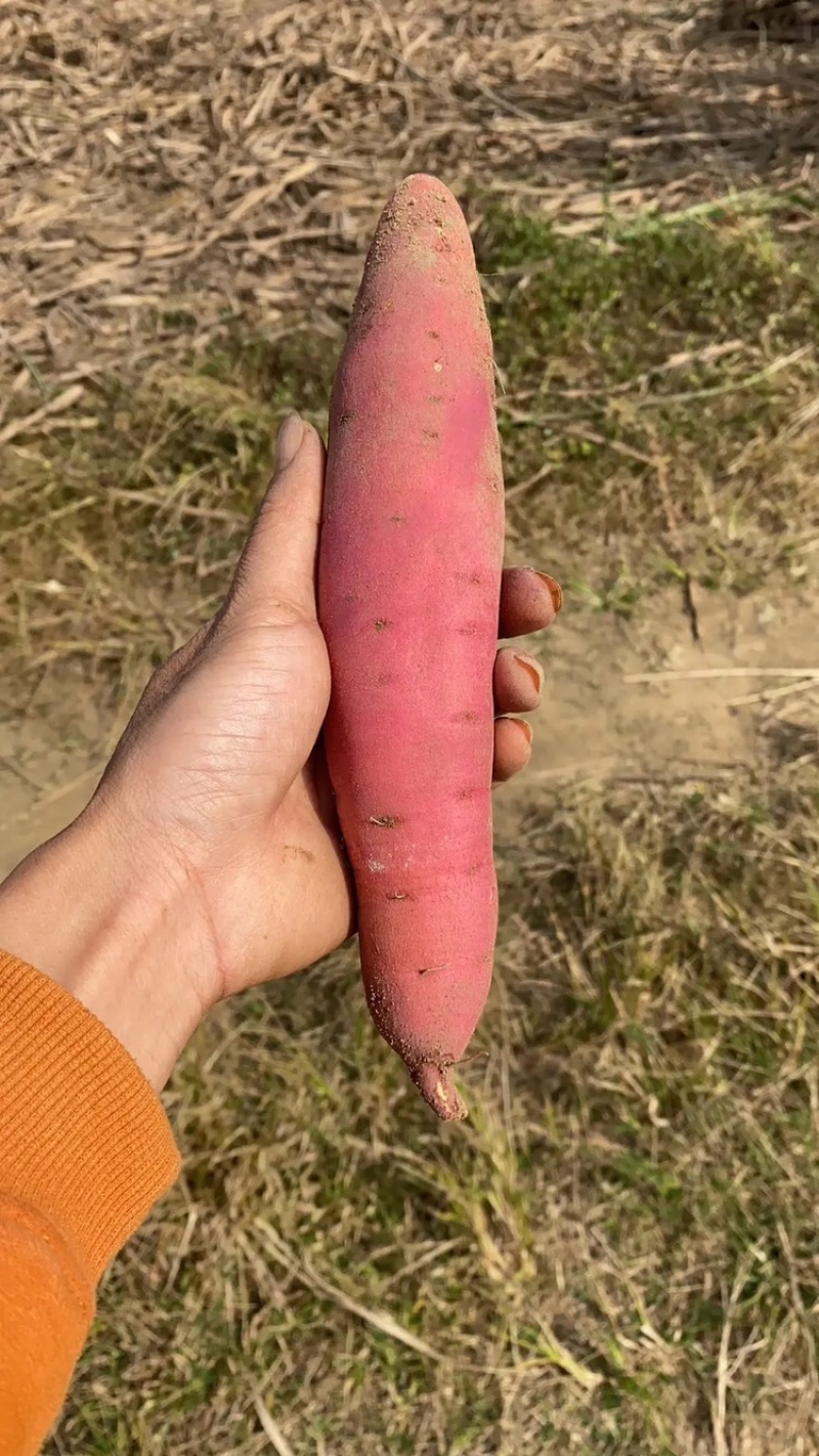 湛江西瓜红番薯非常抢手