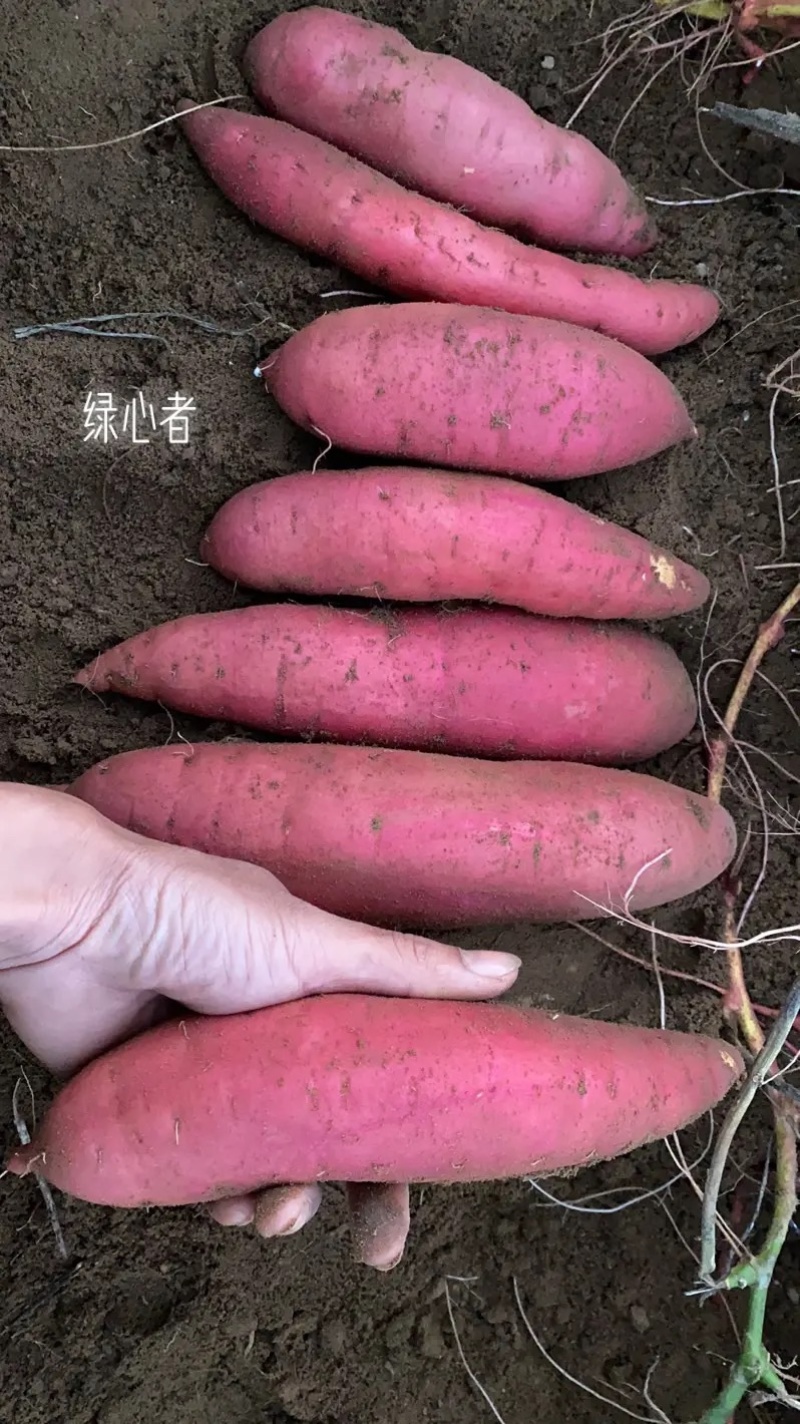湛江西瓜红番薯非常抢手