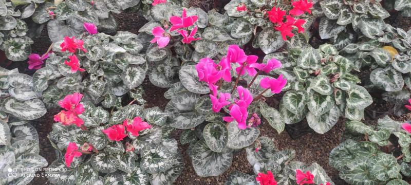 120盆仙客来基地直发质量保证视频发货