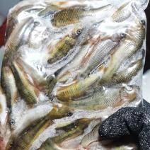 溪石斑鱼，产地一手货源，价格优惠！