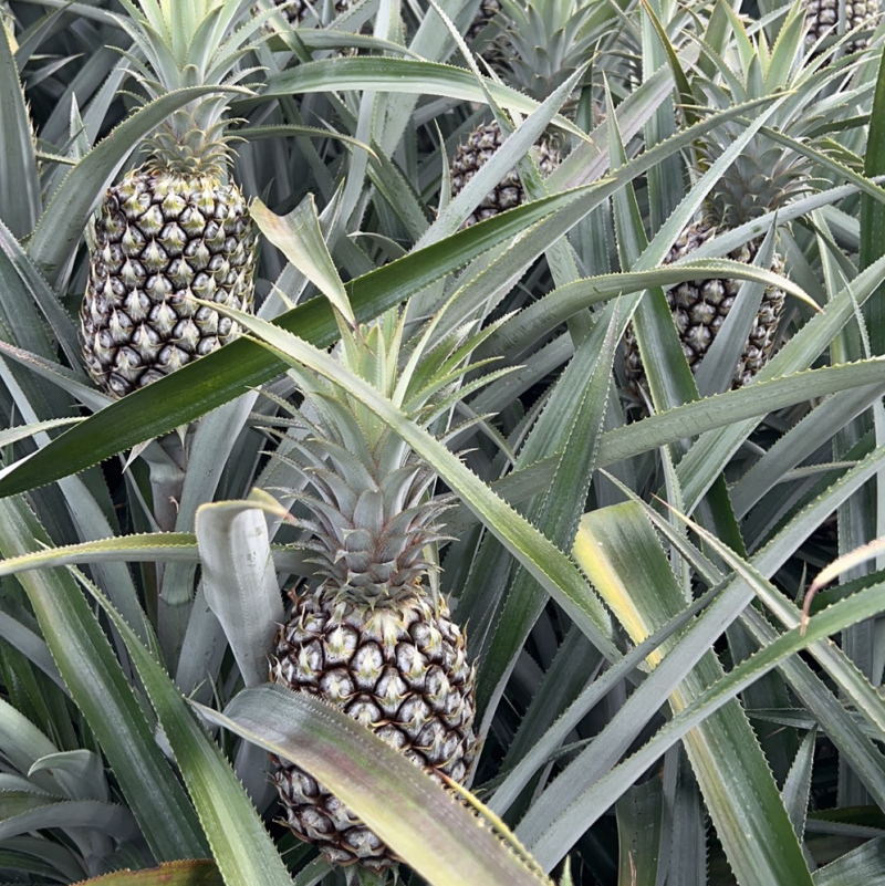 云南香水菠萝