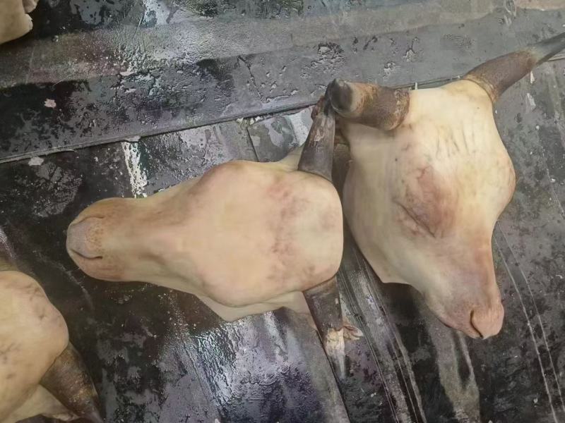 牛碎肉牛罗肌肉牛头宴牛头腩牛筋头巴脑牛筋皮