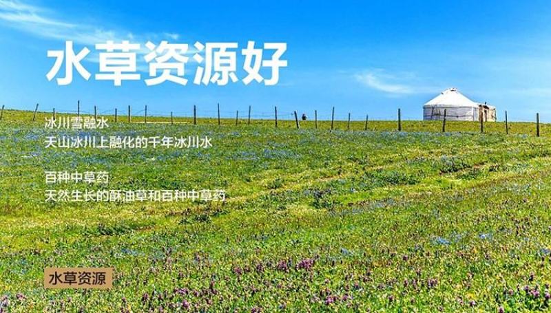羊肉，新疆巴音布鲁克黑头羊，人工放养自然生长