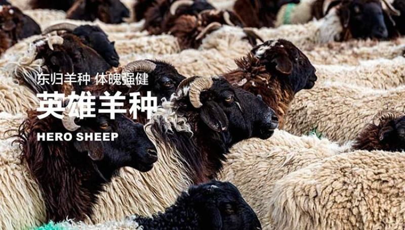 羊肉，新疆巴音布鲁克黑头羊，人工放养自然生长