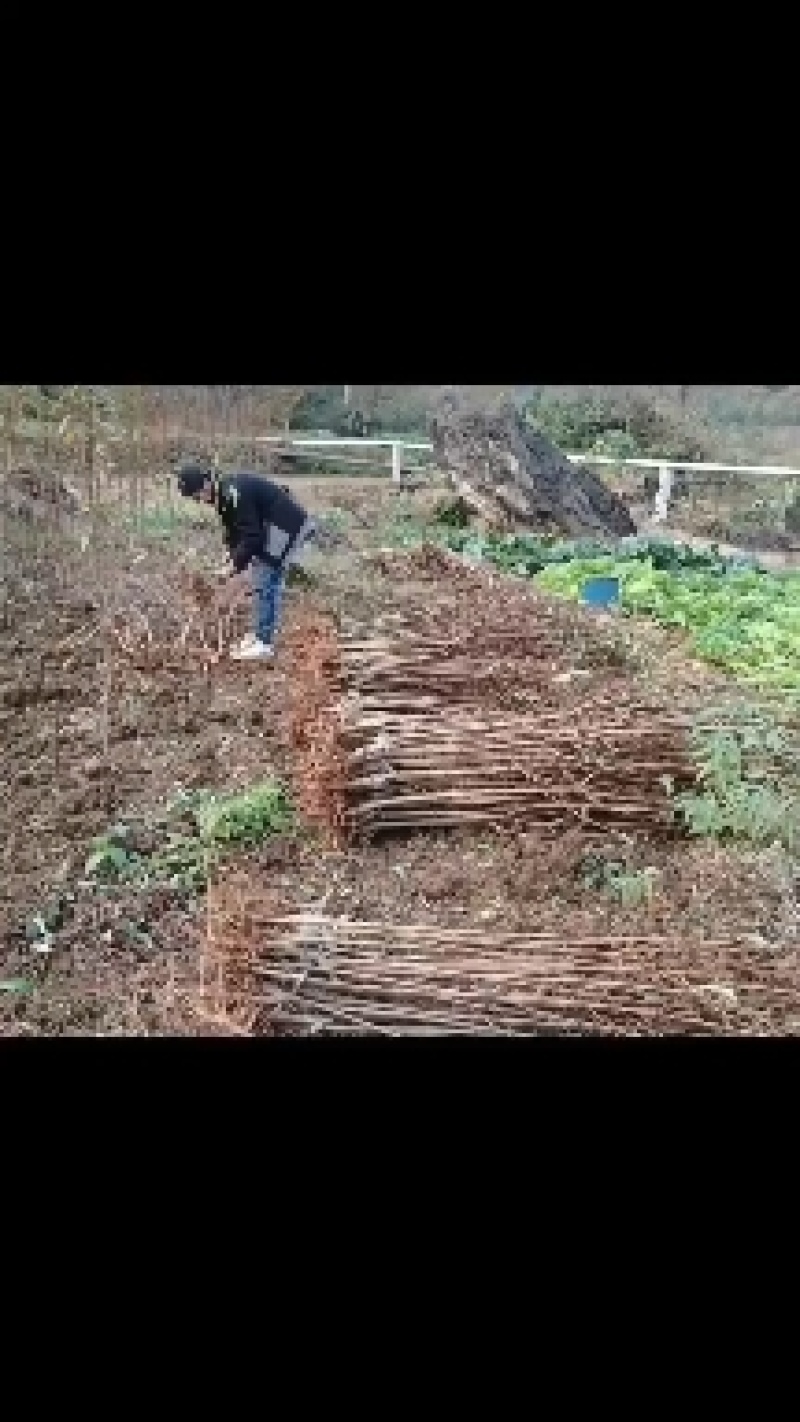 蜂糖李苗原产地直发