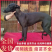 纯种格力灵缇惠比特顶灯上下车鸡兔全活细狗成年幼犬