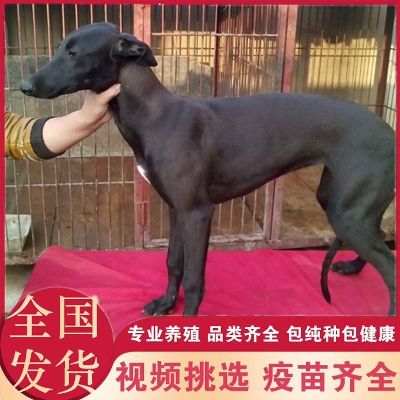 纯种格力灵缇惠比特顶灯上下车鸡兔全活细狗成年幼犬