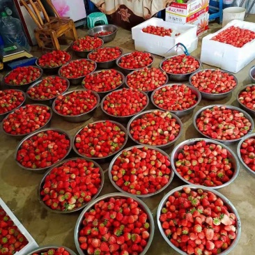 红颜奶油草莓大量上市