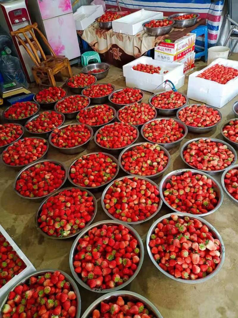 红颜奶油草莓大量上市