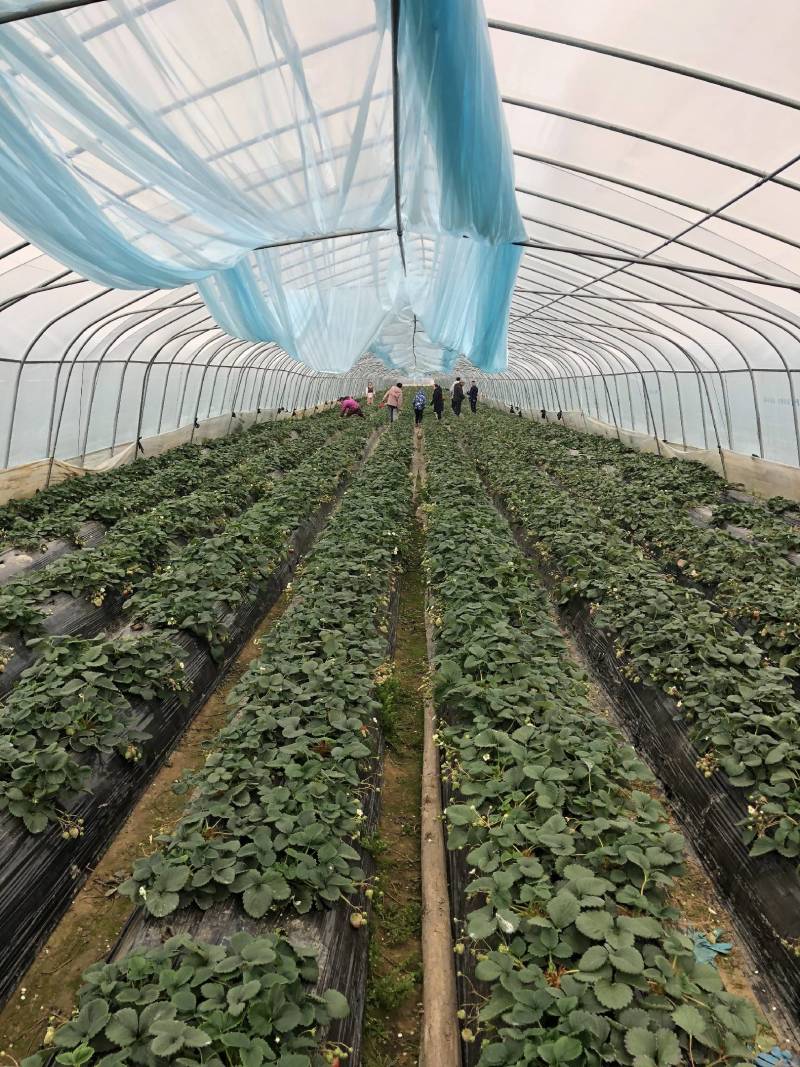 红颜奶油草莓大量上市