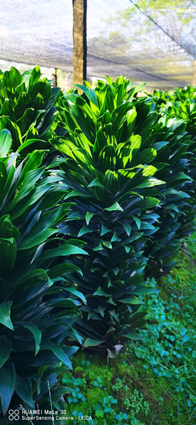 新品种太阳神室内绿植水竹吸收甲醛易成活易养殖