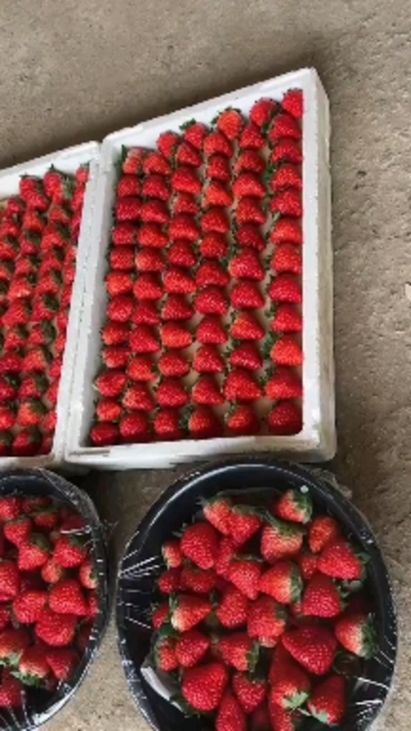 红颜奶油草莓大量上市