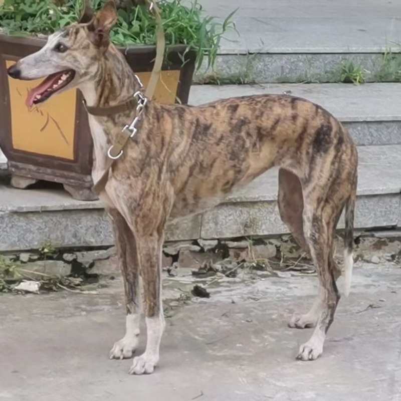 纯种格力灵缇惠比特顶灯上下车鸡兔全活细狗成年幼犬
