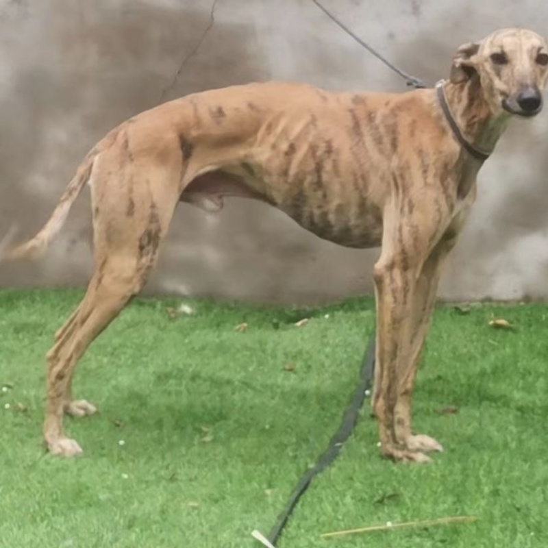 纯种格力灵缇惠比特顶灯上下车鸡兔全活细狗成年幼犬