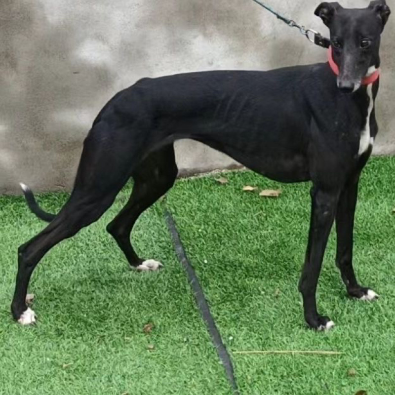 纯种格力灵缇惠比特顶灯上下车鸡兔全活细狗成年幼犬