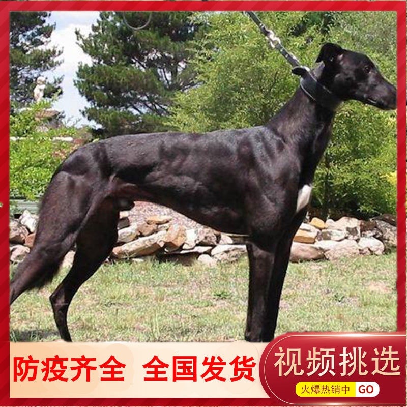 纯种格力灵缇惠比特顶灯上下车鸡兔全活细狗成年幼犬