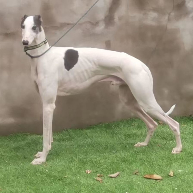 纯种格力灵缇惠比特顶灯上下车鸡兔全活细狗成年幼犬