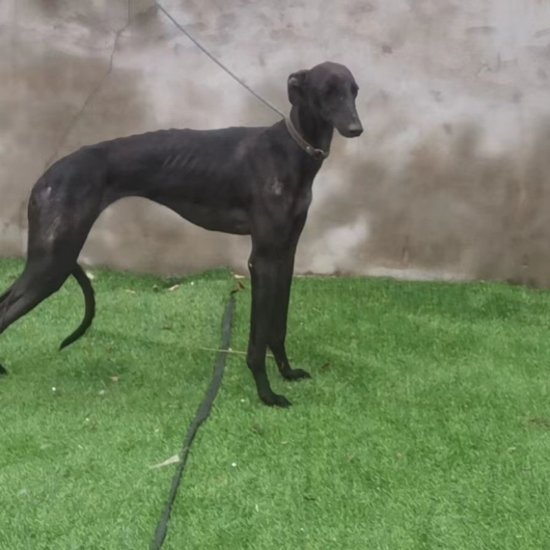 纯种格力灵缇惠比特顶灯上下车鸡兔全活细狗成年幼犬